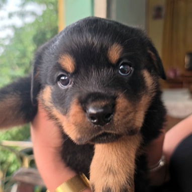 ROTTWEILLER DE Alta Raza - Img 125171498