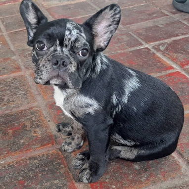 ((( BULLDOG FRANCÉS MACHO YA VACUNADO EN VENTA BETTY MASCOTAS WHATSAPP 52506841 ))) - Img 125065633