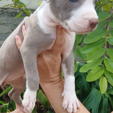 Todo lo que buscas en mascotas está aquí solo llame al 53818081 - Img 124599084
