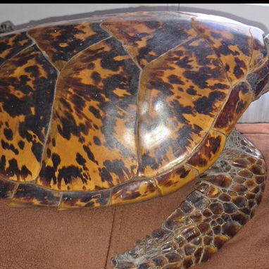 Tortuga Carey (disecada) - Img 117144083