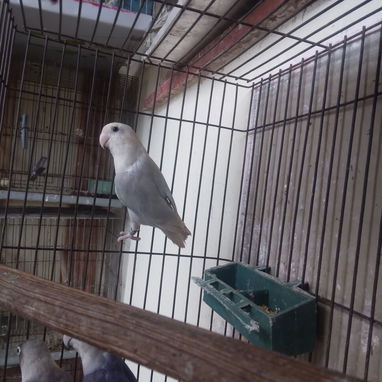 Rosaicolis para mascotas en su hogar - Img 123136594