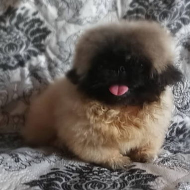 PEQUINÉS IMPERIAL CON PEDIGRI,macho,en 600 USD o equivalente,TENGO MENSAJERÍA,tiene 3 meses,ESTÁ INSCRITO Y VACUNADO. - 3/6