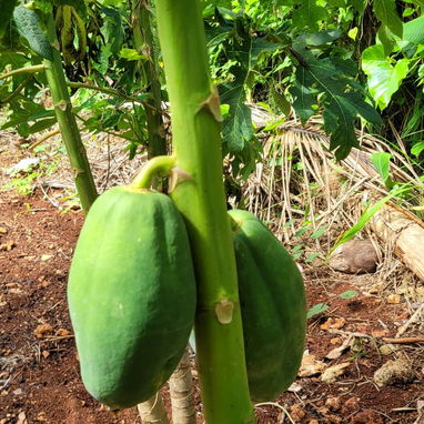 Oportunidad en Matanzas! Finca con todo tipo de frutas en venta con casa y espacio para pequeño, mediano y gran negocio! - Img 118891152