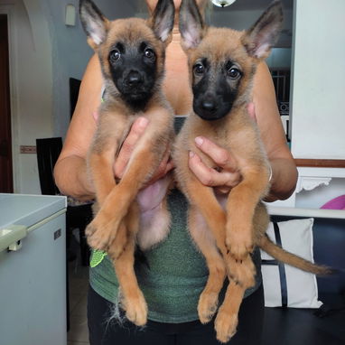 Pastor belga malinois - Img 125977186