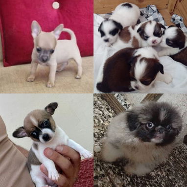 • • • • • • RAZAS CANINAS PARA ELEGIR BETTY MASCOTAS WHAT'SAPP 52506841 • • • • • • - Img 122689208