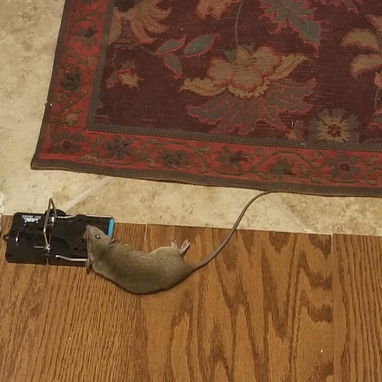 Ratoneras  para Ratas Grandes Calidad Premiun - 5/10