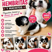((( SHIH TZU AMBOS SEXOS EN VENTA WHAT'SAPP 52506841 ))) - Img 54885378