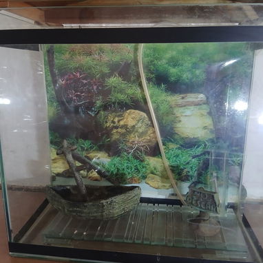 Vendo pecera con oxigenador, filtro, adornos y techo - Img 127862297