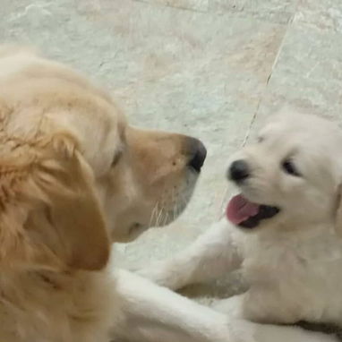 GOLDEN RETRIEVER,machos,en 250 USD o equivalente,TENGO MENSAJERÍA,tienen 45 días y están desparacitados - Img 123692908
