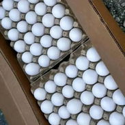 Contenedores de huevos americanos blancos - Img 57665908
