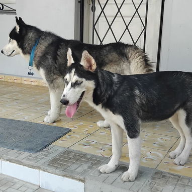 Husky hembra de 6 meses - Img 126377019