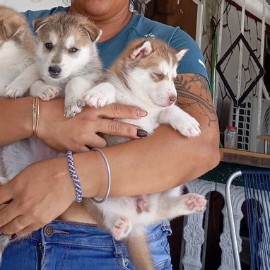 Cachorro de husky siberiano - 3/3
