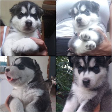 💜💜💜* 🐶 HUSKY SIBERIANOS  MACHOS WHATSAPP 58746643  *💜💜💜. - Img 122798865