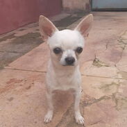 Se vende perro macho Chihuahua blanco, ideal para semental de su cría - Img 45116751