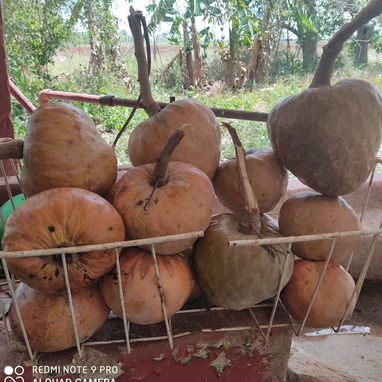 Se vende finca o se permuta para…. - 3/10