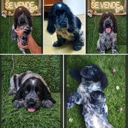 ((( VARIEDAD DE RAZAS CANINAS WHATSAPP 58746643 ))) - Img 56212595