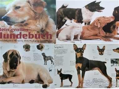 Libro con ilustraciones a color de diferentes razas de perros - Img main-image-45761286