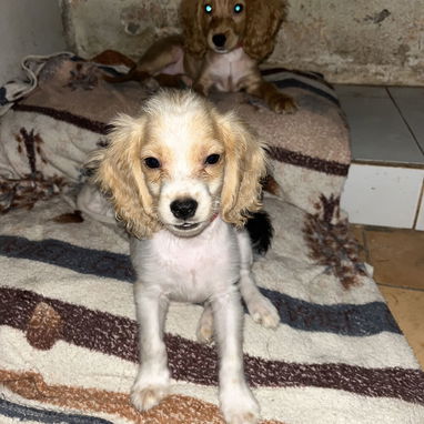 Venta de coker spaniel contactar con 55000733 - 3/4