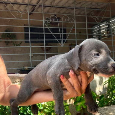 PITBULL hembras CON PADRE BULLY Y MADRE PITBULL,en 200 USD o equivalente,TENGO MENSAJERÍA,tienen 55 días y desparacitada - 6/10