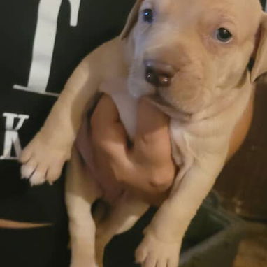 American pitbull descomunales calidad pura - 2/3