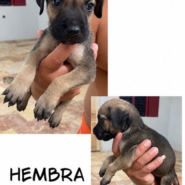 CACHORROS CANE CORSO CON PEDIGREE INTERNACIONAL - 8/10