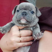 Bellos cachorros de bulldog francés - Img 58294567