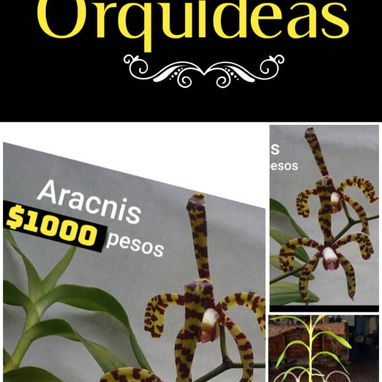 Las más exóticas orquídeas todo x $1000 - Img 124365433