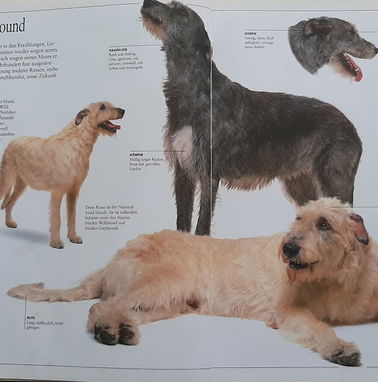 Libro con ilustraciones a color de diferentes razas de perro - Img 76773669