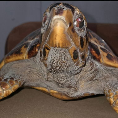 Tortuga Carey (disecada) - Img 117144078