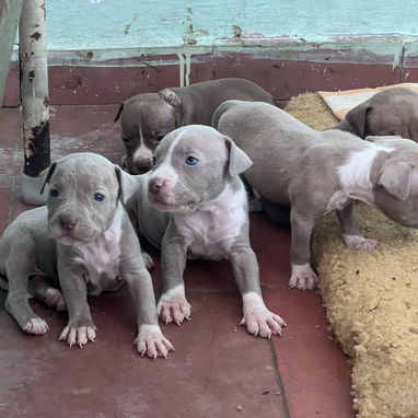 Pitbull - Img 124438407