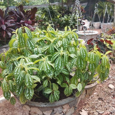 Servicios de jardinería y venta de plantas ornamentales y frutales - Img 127606162