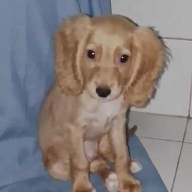 Venta de coker Spaniel contactar con 55000733 - 2/4