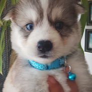 Vendo huskys siberianos en 100 - Img 57981250