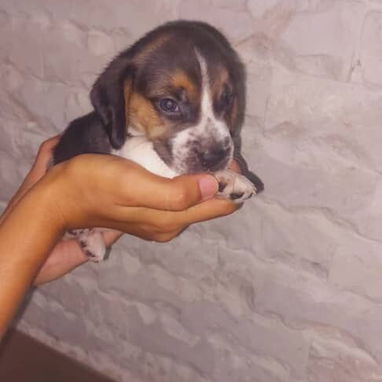 Cachorros beagle - Img 123260962