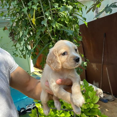 COKER SPANIEL,machos,en 150 USD o equivalente,TENGO MENSAJERÍA,tienen 53 días y están desparacitados - 8/10