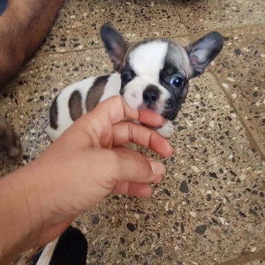 BULLDOG FRANCES,hembras,en 750 USD o equivalente,TENGO MENSAJERÍA,tienen 43 días y están desparacitadas - 3/10