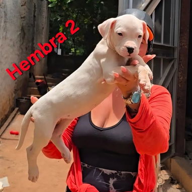 DOGO ARGENTINO,ambos sexos,en 450 USD o equivalente,TENGO MENSAJERÍA,tienen 65 días y están desparacitados - Img 122730961