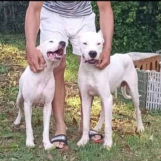 DOGO ARGENTINO,ambos sexos,en 450 USD o equivalente,TENGO MENSAJERÍA,tienen 65 días y están desparacitados - Img 121821301