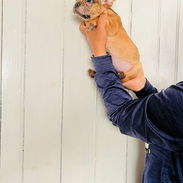Bellos cachorros bulldog Francés machos fawn merles - Img 55462032