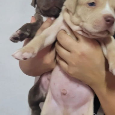 American pitbull descomunales calidad pura - 3/3