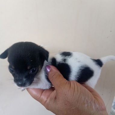 En venta perrito original Chihuahua - 2/9