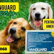 Pentavalente Vanguard Americana - Img 54983748