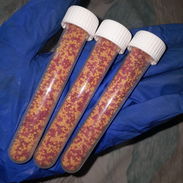 Veneno para moscas, Dagger Pipetas GRANDES - Img 57507291