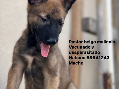 Hermoso cachorro de pastor belga malonois. Vacunado desparasitado y con su historial clínico - Img main-image