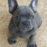 Cachorro de Bulldog francés blue 3 meses - Img 45284090
