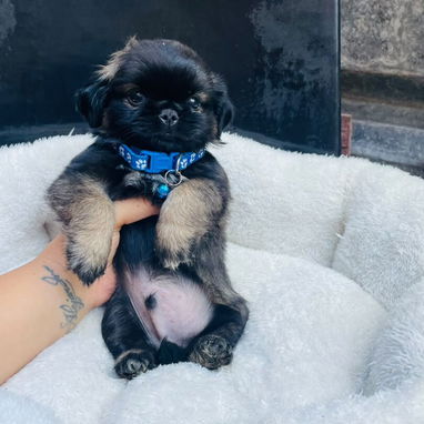 Pekinés machos negros - 2/2