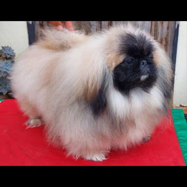 PEQUINÉS IMPERIAL CON PEDIGRI,macho,en 600 USD o equivalente,TENGO MENSAJERÍA,tiene 3 meses,ESTÁ INSCRITO Y VACUNADO. - 5/6