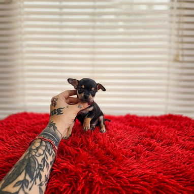 Chihuahuas 💘💘💘💘💘💘💘💘💘💘 - Img 126214260