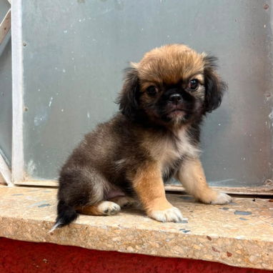 ((( CACHORROS DE SPANIEL TIBETANOS AMBOS SEXOS WHATSAPP 58746643 ))). - 7/7