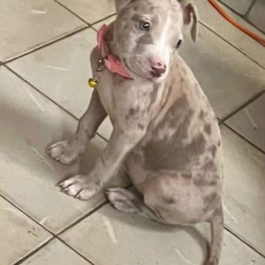 PITBULL MERLE,hembra,en 200 USD o equivalente en moneda nacional,TENGO MENSAJERÍA,tiene 55 días y está desparacitada - 2/6
